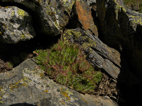 marmoreum ssp. reginae-amaliae (macedonicum) from Stogovo planina