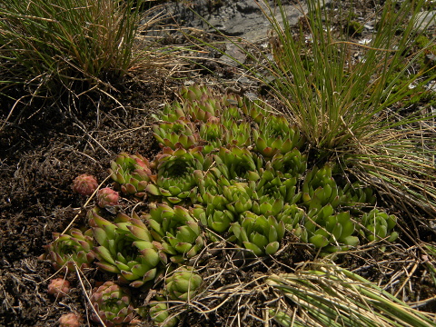 marmoreum ssp. reginae-amaliae (macedonicum) from Stogovo planina