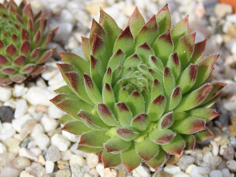 thompsonianum