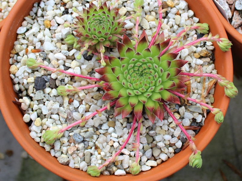 thompsonianum