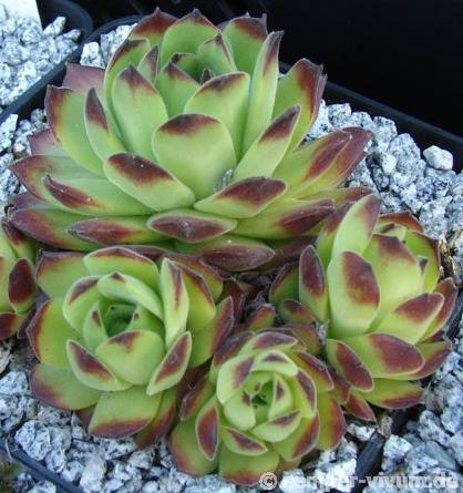 transcaucasicum (cf.) from Sewan-Island