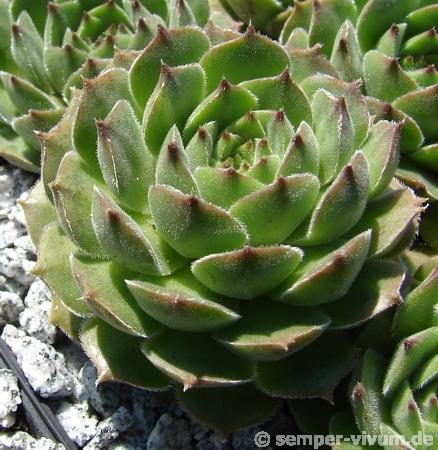 transcaucasicum (cf.) from Mt. Gwirgwina (PH1103)