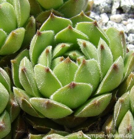 transcaucasicum (cf.) from Mt. Gwirgwina (PH979)