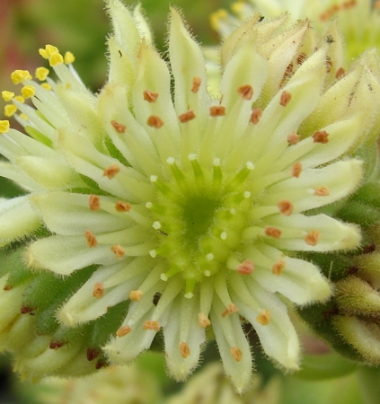 transcaucasicum (cf.) from Sewan-Island