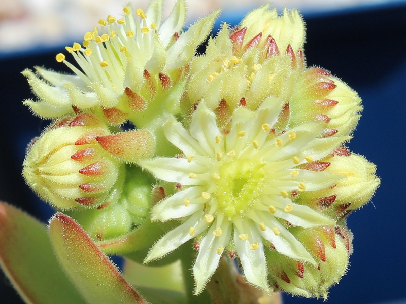 transcaucasicum (cf.) from Sewan-Island