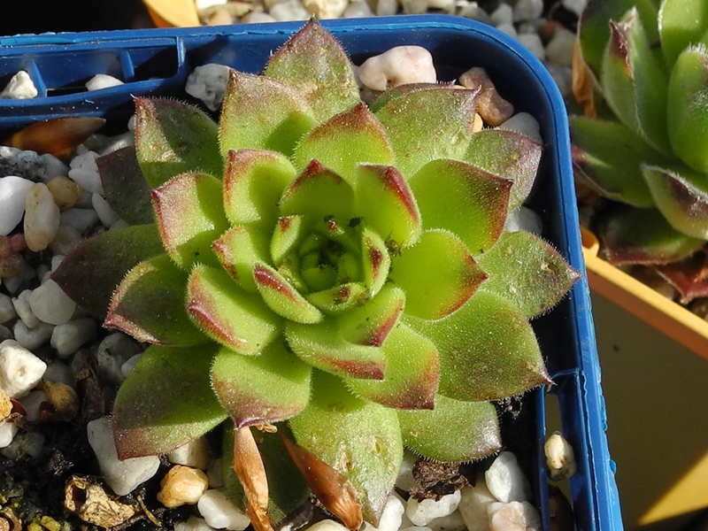 transcaucasicum x S. caucasicum (cf.) from Spitak