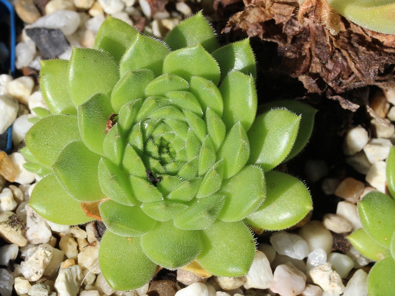 transcaucasicum x S. caucasicum (cf.) from Spitak