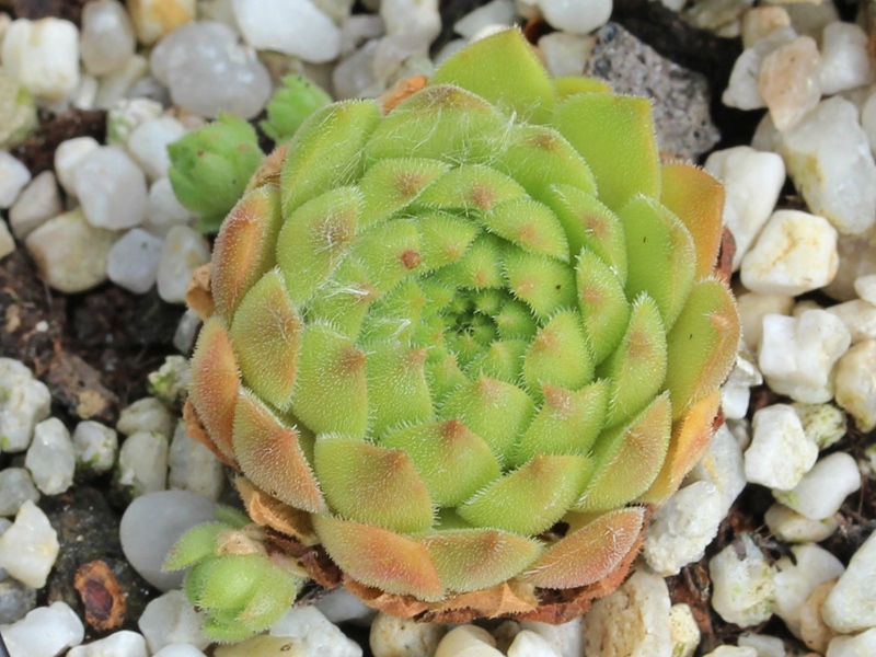 transcaucasicum x S. caucasicum (cf.) from Spitak