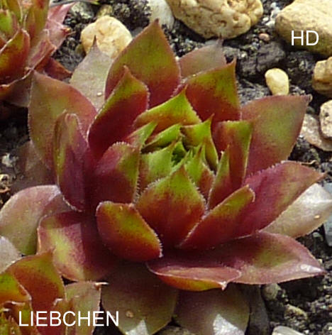 Liebchen