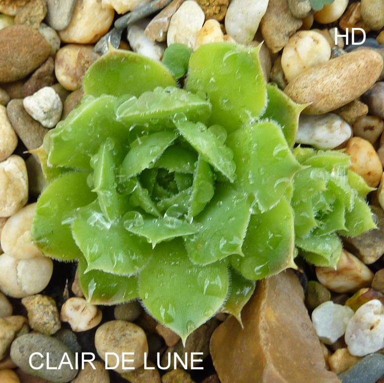 Clair de Lune / Jovi