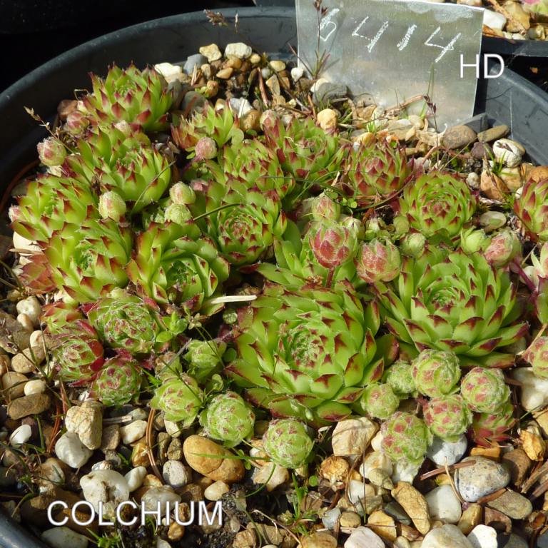 Colchium