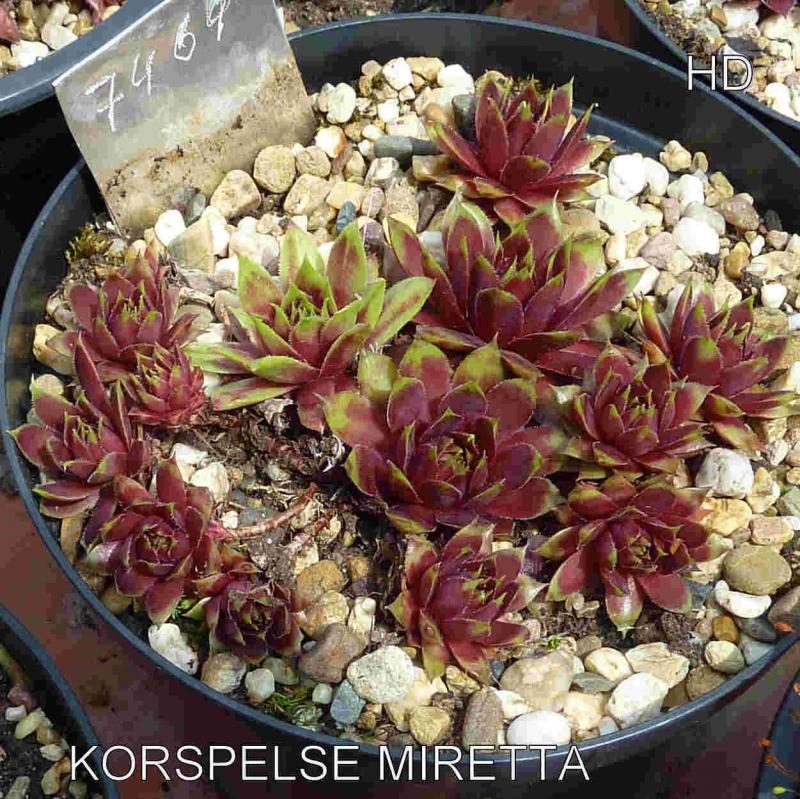 Korspelse Miretta