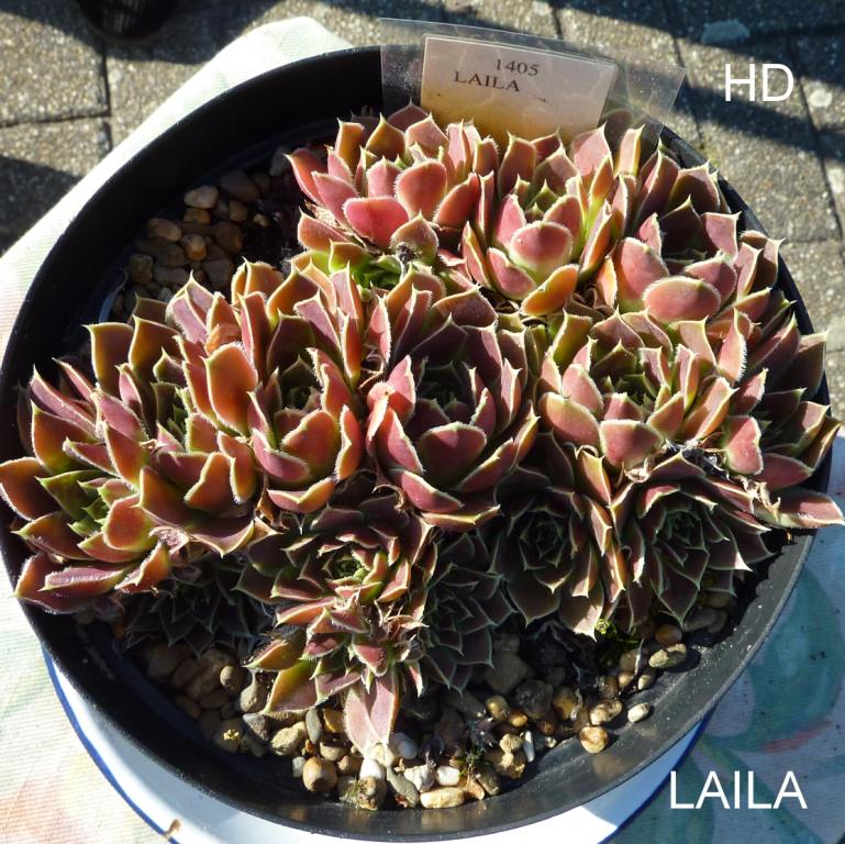 Laila / Jovi