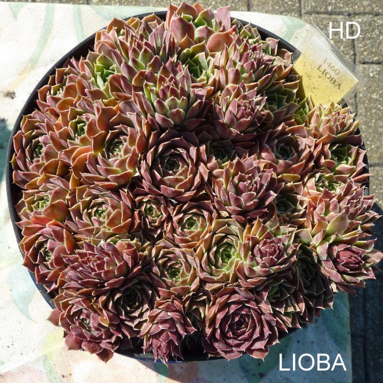 Lioba / Jovi