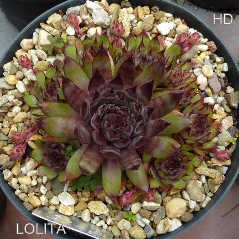 Lolita