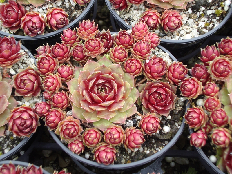Little Pink Rosebud