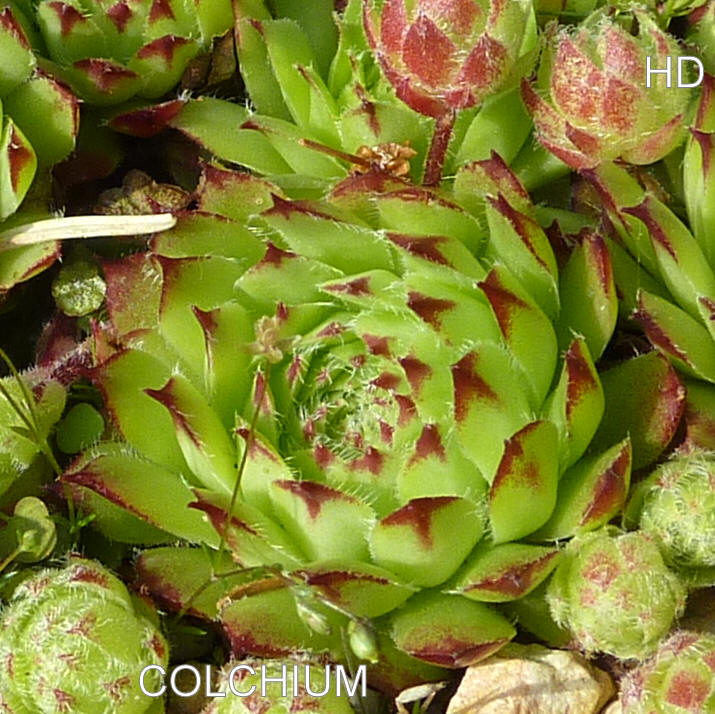 Colchium