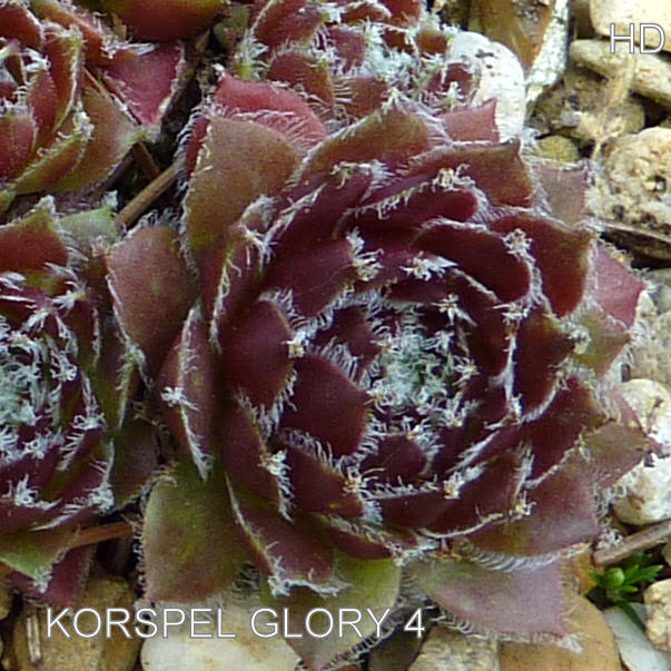 Korspel Glory 4