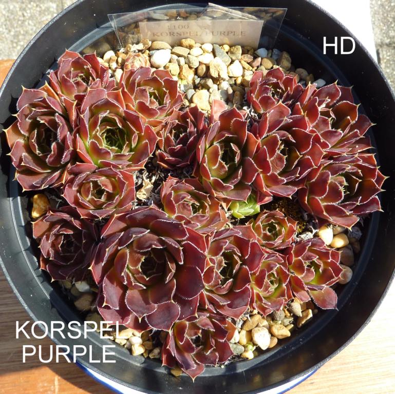 Korspel Purple / Jovi