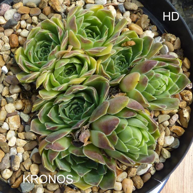 Kronos / Jovi