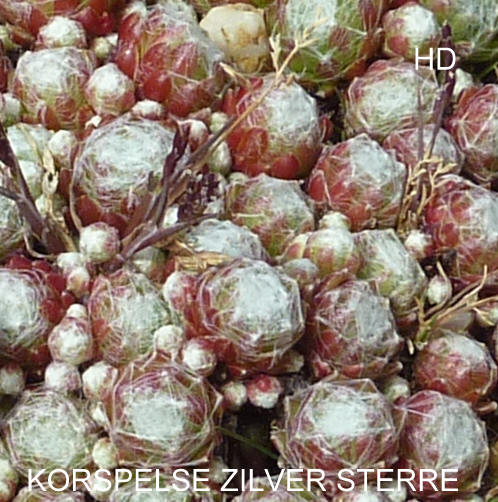 Korspelse Zilver Sterre
