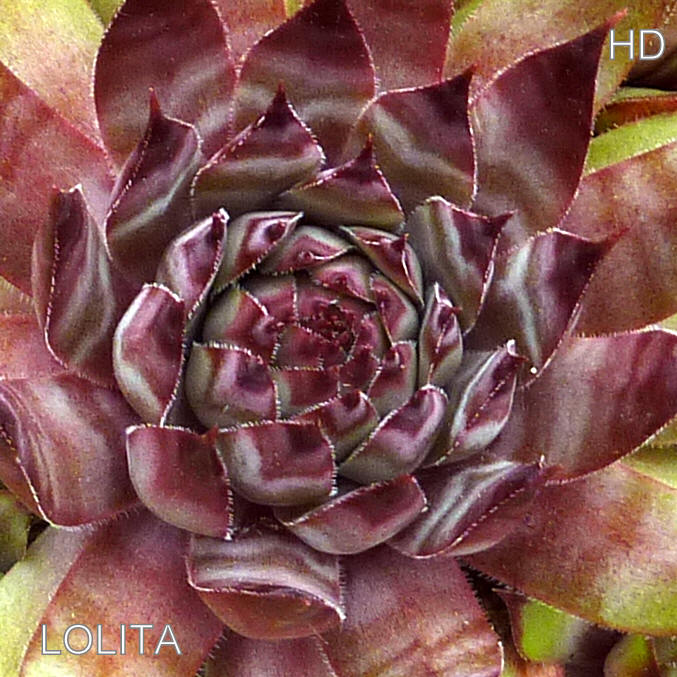 Lolita