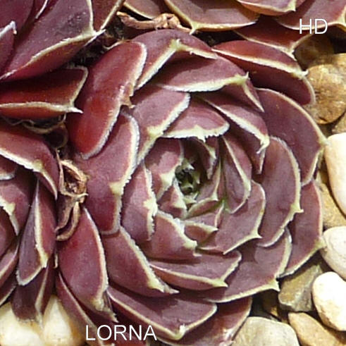 Lorna / Jovi
