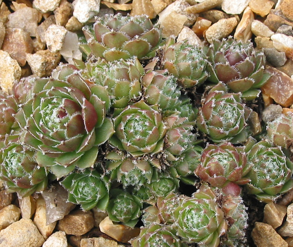 Korspel Glory 4