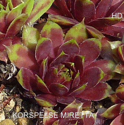 Korspelse Miretta