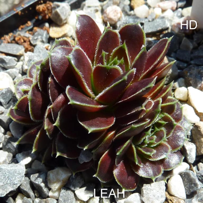 Leah / Jovi