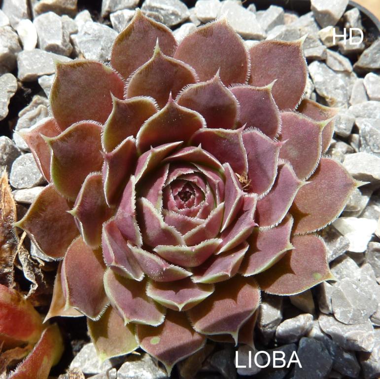 Lioba / Jovi