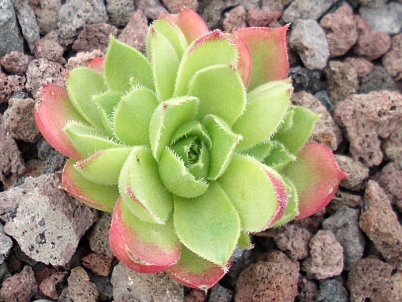 Jade