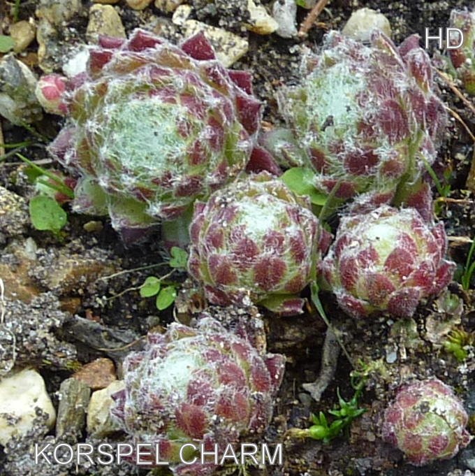Korspel Charm