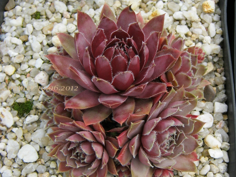 Lavender and Old Lace