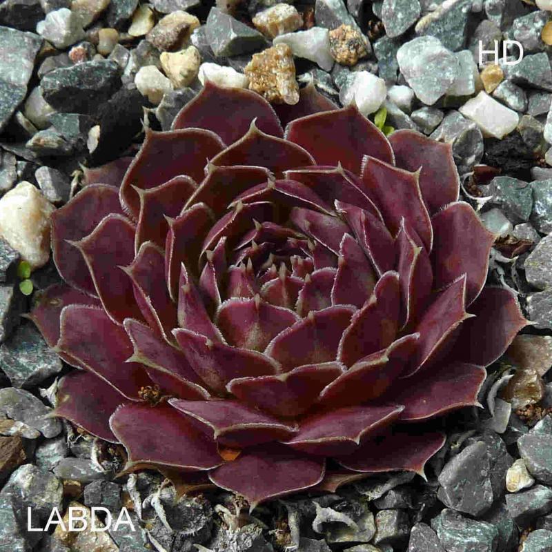 Labda / Jovi