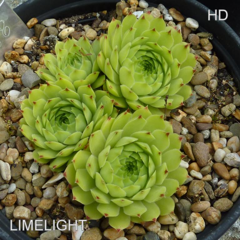 Limelight