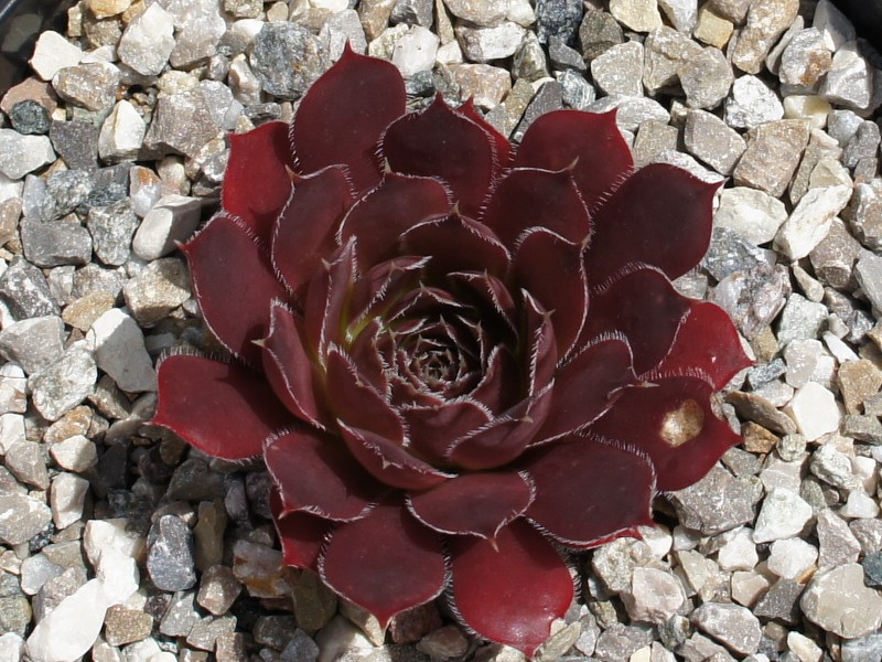 Korspel Purple / Jovi