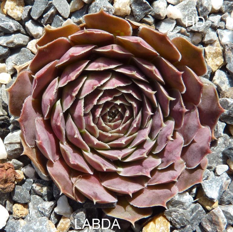 Labda / Jovi