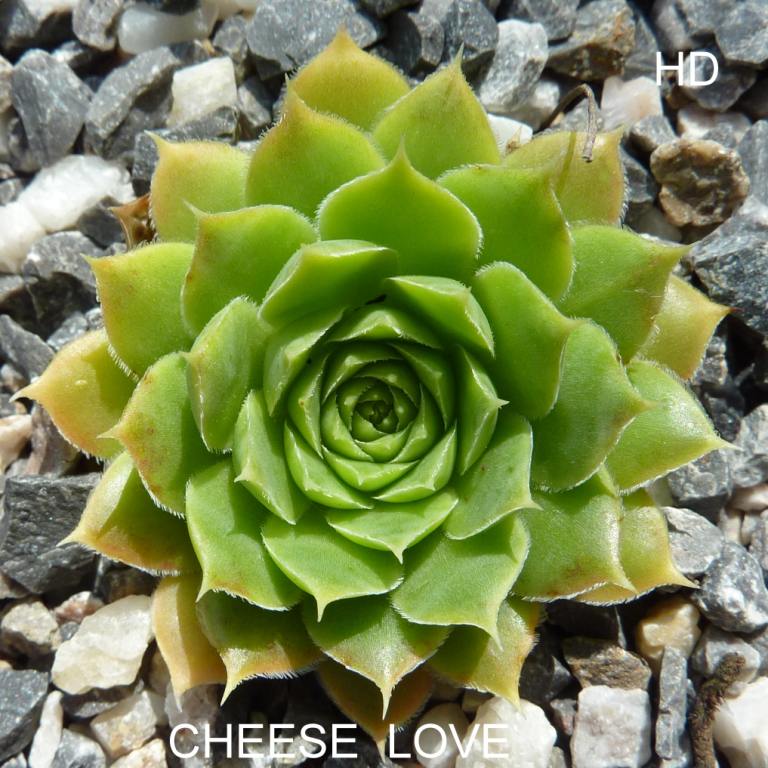 Cheese Love / Jovi