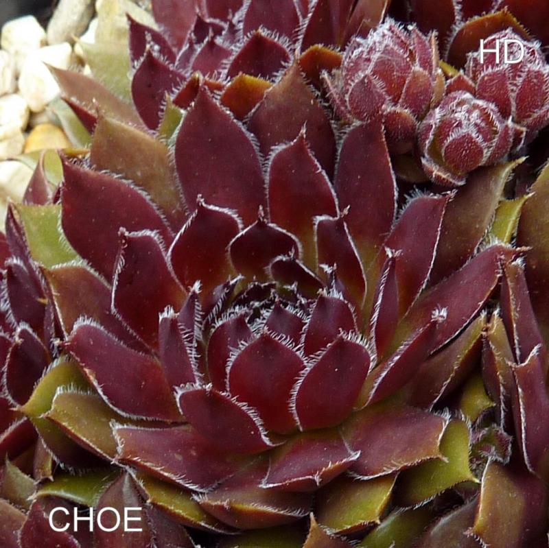 Choe