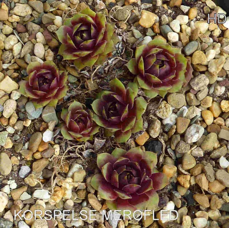 Korspelse Merofled