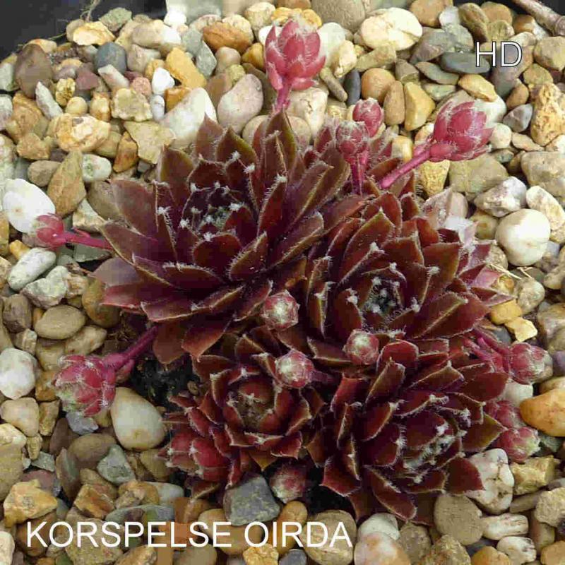 Korspelse Oirda