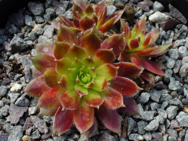 Korspel Glory 2