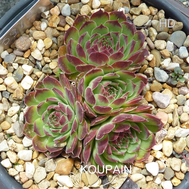 Koupaia / Jovi