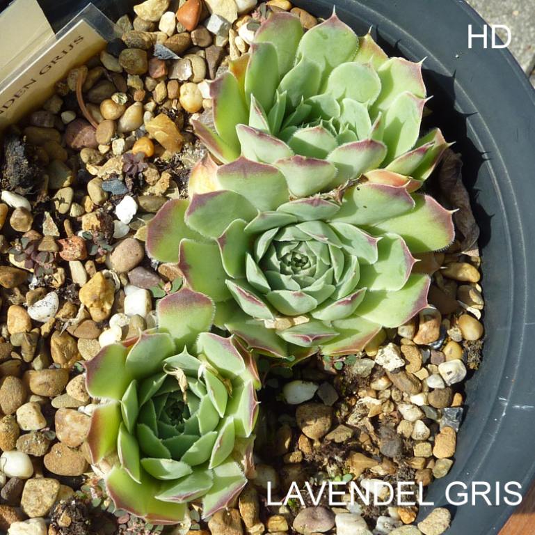 Lavendel Gris / Jovi
