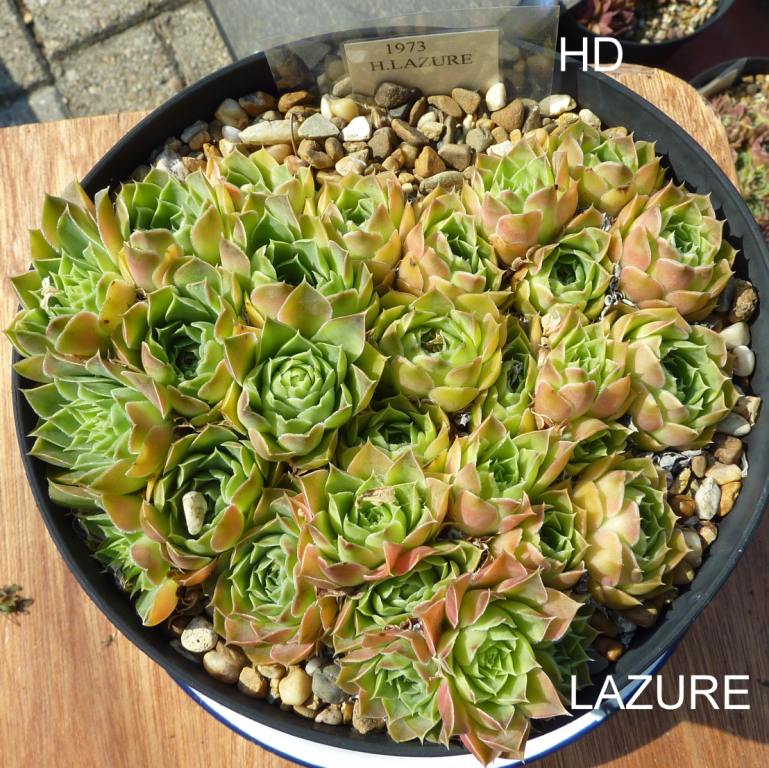 Lazure / Jovi