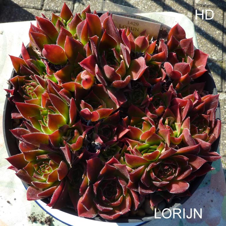 Lorijn / Jovi