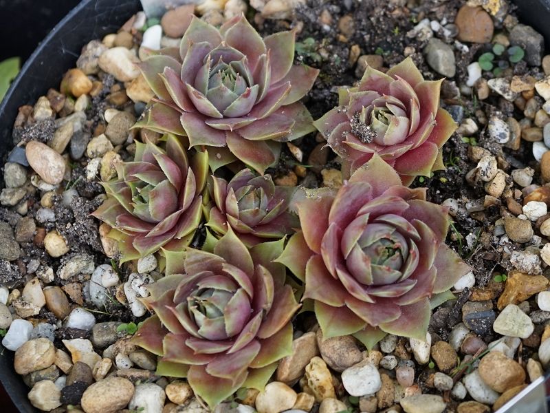 Korspel Pink