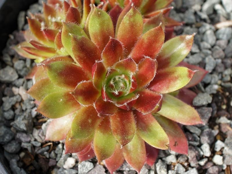 Korspel Glory 2