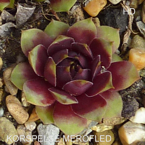 Korspelse Merofled